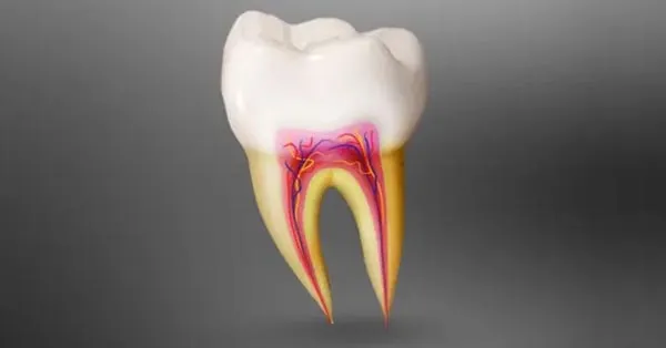 In Defense of Root Canals: The Unsung Hero of Dental Care In Defense of Root Canals: The Unsung Hero of Dental Care